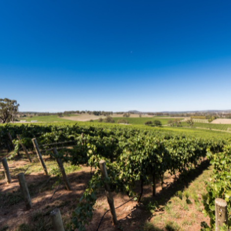 Howard Vineyard