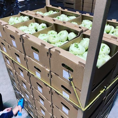 SSSPK Kubanskoe Pole - Cabbages