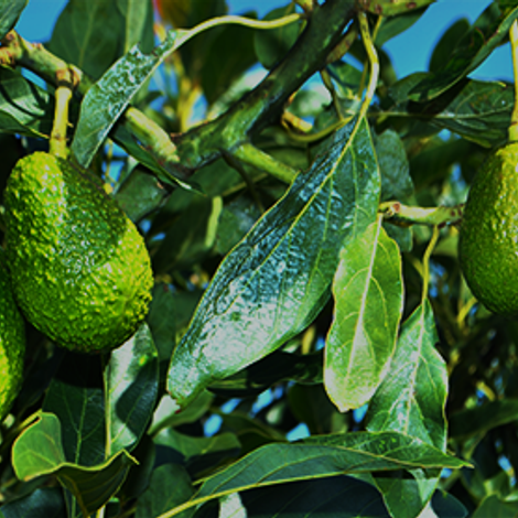 Avocado Tree