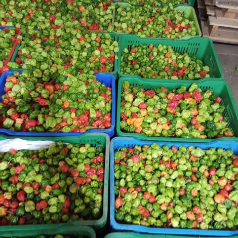 Exotic Habanero Chili Peppers from Ghana — Intense Flavor & Premium Quality