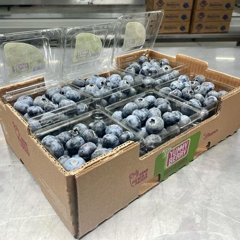 BlueBerry LLC - Blueberries
