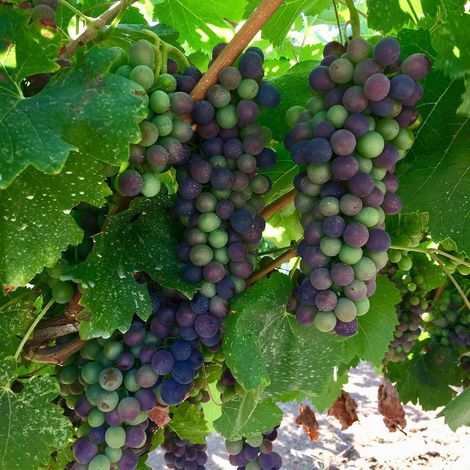 MMG Şarapçılık(vineyard)_Wine_Grapes