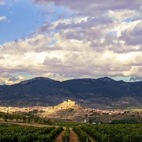 Fortaleza Vineyard 1.jpg