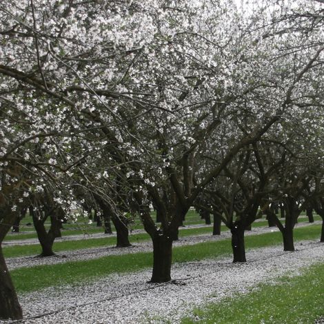 Almond Farm