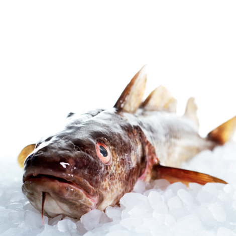 WHOLE NORTH SEA COD (FRESH)