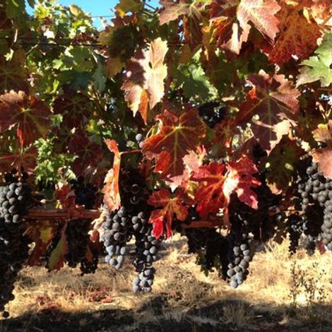 Cooper-Garrod Estate Vineyards