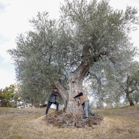 Our olive tree in Tuscany