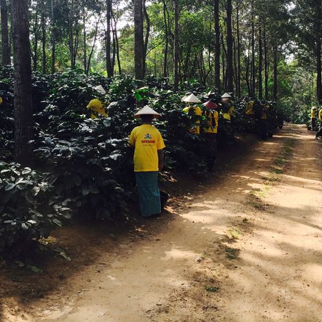 Plantation