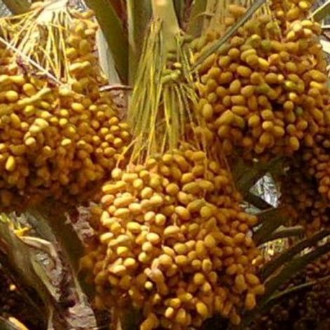 Union Dates - Plantation
