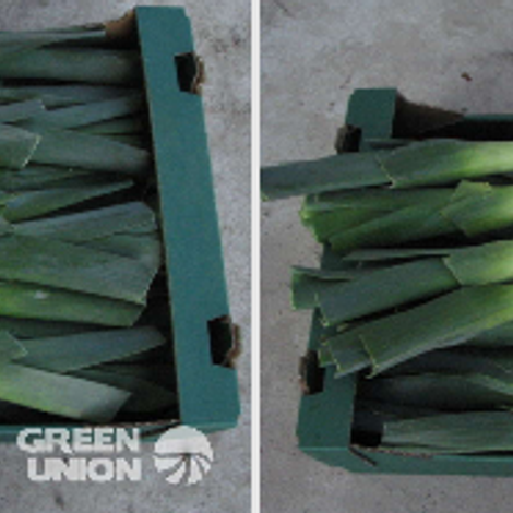 Leeks.png