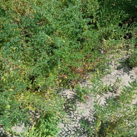 Bombi's Group - Plantation