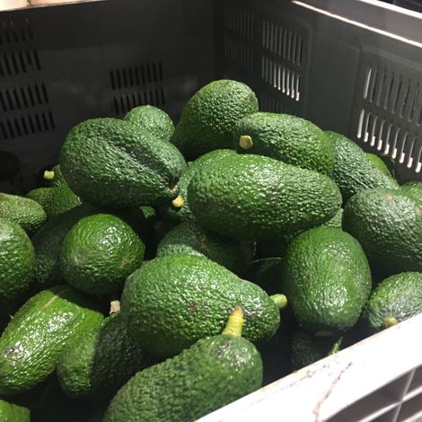 Natural Tropic_Avocado_recently picked up