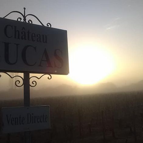 Château Lucas - Vineyard