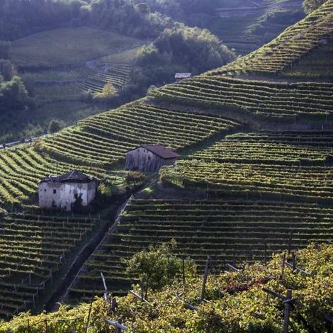 Cantina Villa Corniole_Wine_Vineyards1