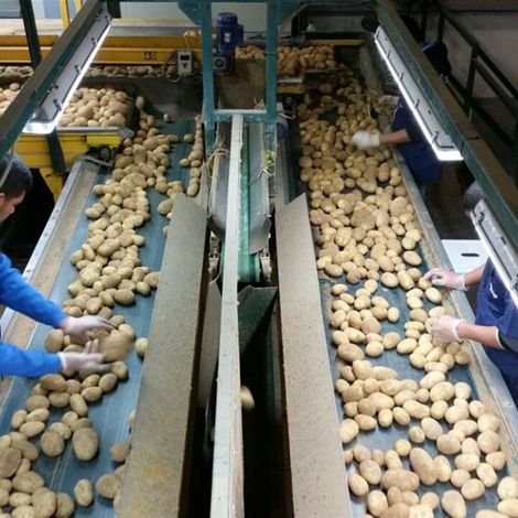 Inside Our Potato Packing House