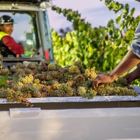 Concannon Vineyard - People