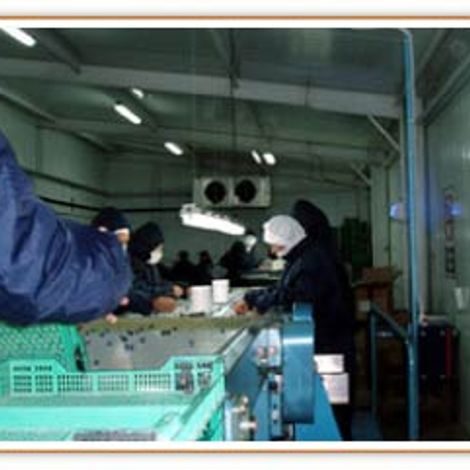 Etampo S.A. Blueberry Production