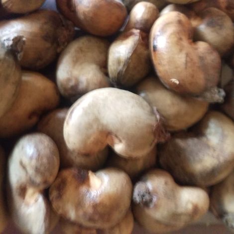 Cashew nuts with shell