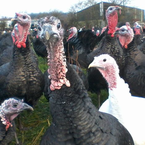 Crowe’s Farm