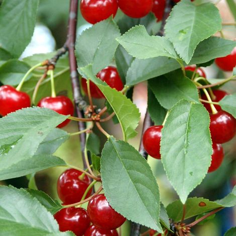 Cherries