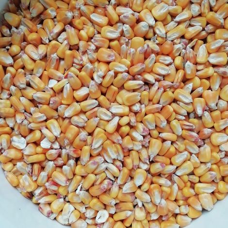 Maize seeds from our fine farms