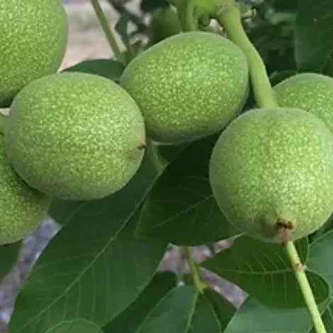 CALIFORNIA VALLEY NUT COMPANY - Raw Walnut