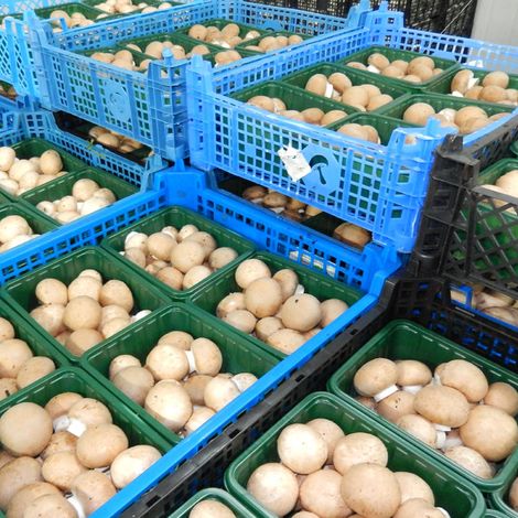 Gospodarstwo Produkcja Pieczarek - Grzegorz Probs - Mushrooms