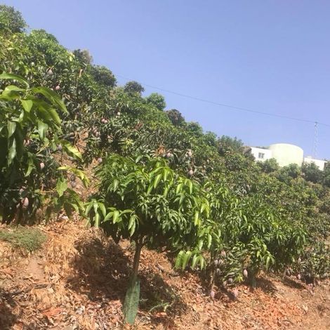 Mesbonsa S.l - Plantation