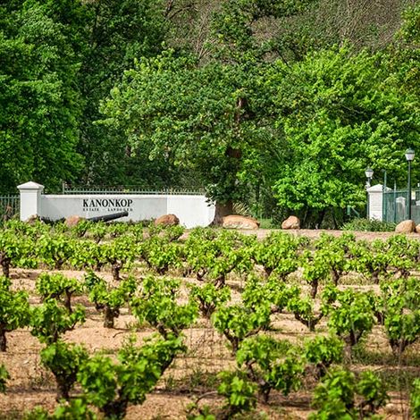 KanonkopEstate_Vineyards.jpg