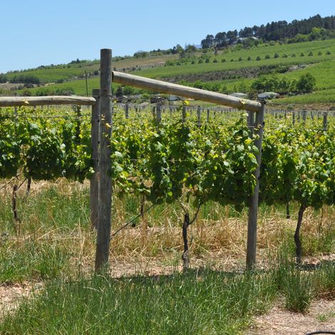 South Hill Vineyards_Wine_Vineyards1
