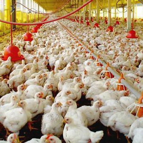 Chickens