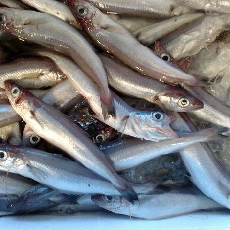 Premier Fish Products