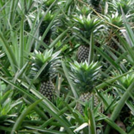 pineapple-green.jpg