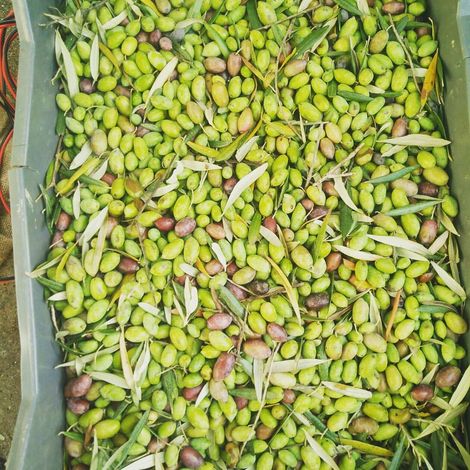 Vassilakis Estate - Harvested Olives