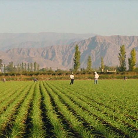 Ajos Del Valle S.R.L.