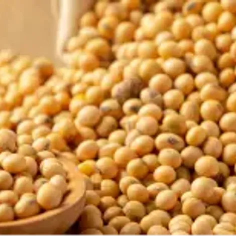 4625-1270-soybean.webp