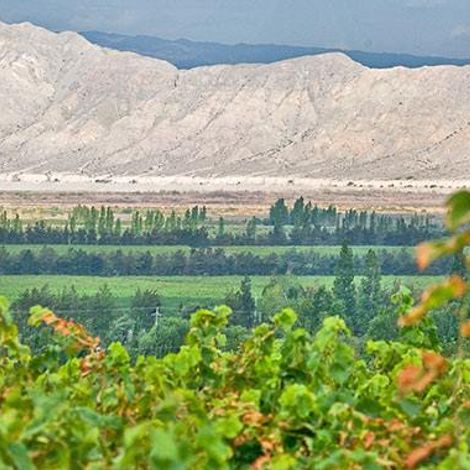 Vineyards