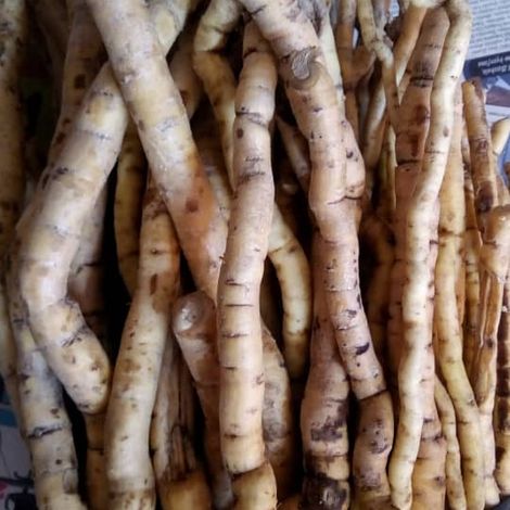 Fresh Mulondo (Mondia whitei) roots