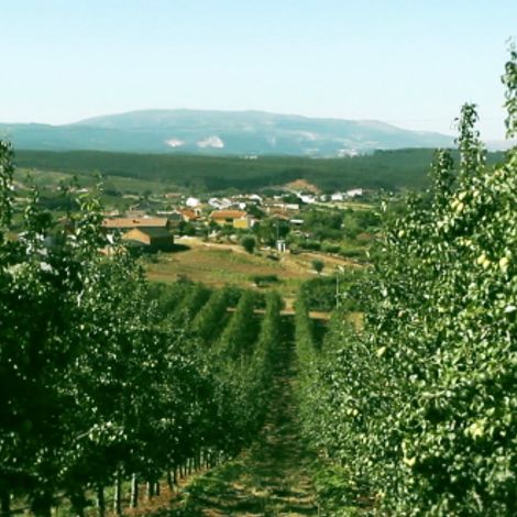Ecofrutas, Lda - Plantation