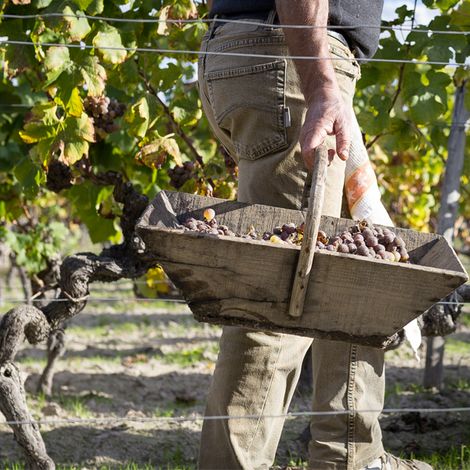 Château de Fargues - Product