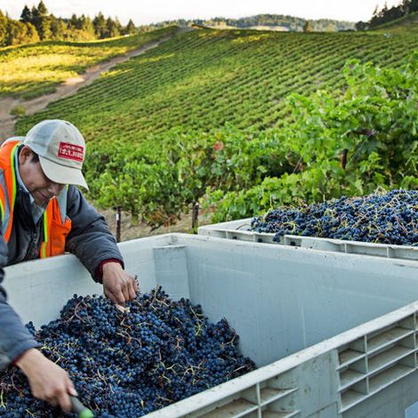 Sterling Vineyard
