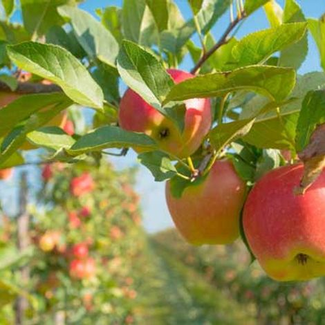Valicoff Fruit Company, Inc - Apples