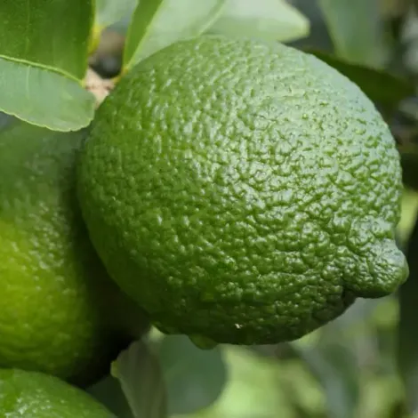 limon-persa-1.webp