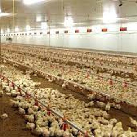 CENTRO EMPRESAS PROCESADORAS AVICOLAS - ARGENTINA - Poultry