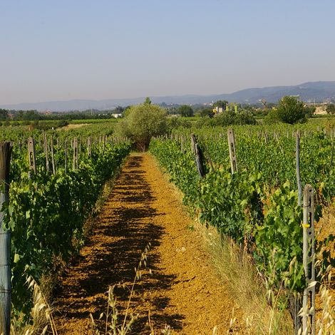 ViNEYARDS