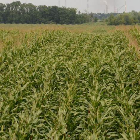 Farm