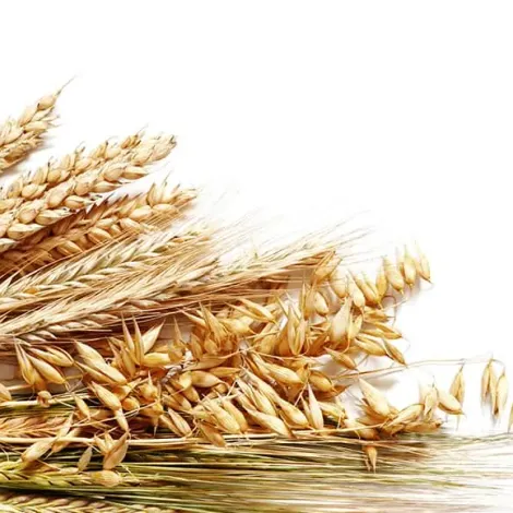 German Grain TAB GmbH