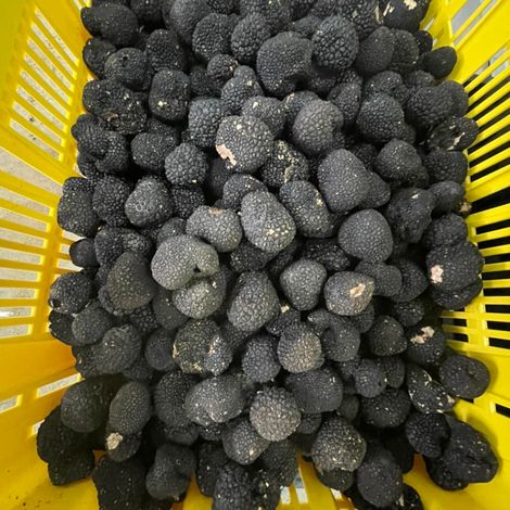 ZIGANTE TARTUFI - Harvested Truffles