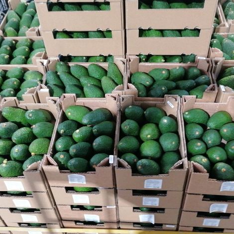 1 pallet of green avocados