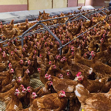 Michael Gannon & Sons Ltd - Gannon's Eggs & Poultry